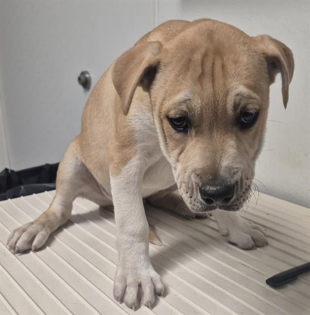 A1241348 - Labrador Retriever available for adoption