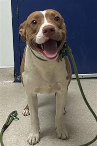PUPPY - Photo 1
