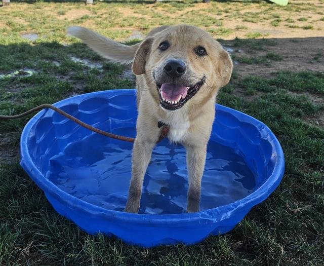 *BETTY - Lakeland Terrier available for adoption