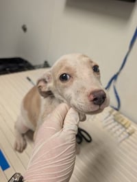 PUP 2 - Photo 1