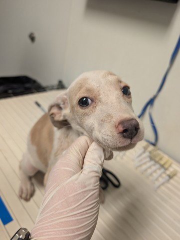 PUP 2 - Pit Bull Terrier available for adoption