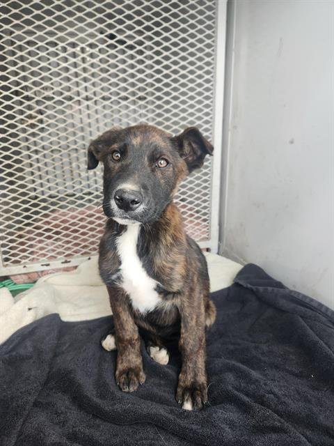 *BUBBY - Pit Bull Terrier available for adoption