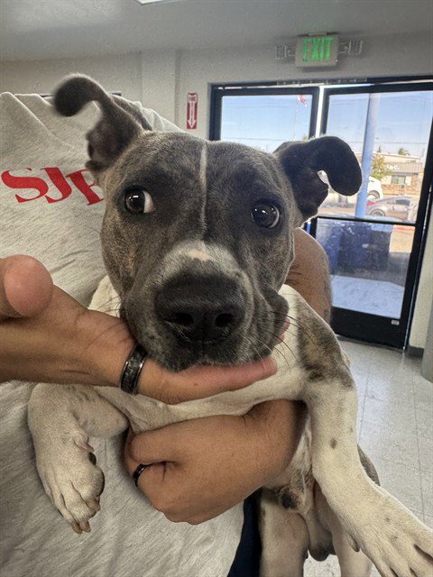 *BOLT - Pit Bull Terrier available for adoption