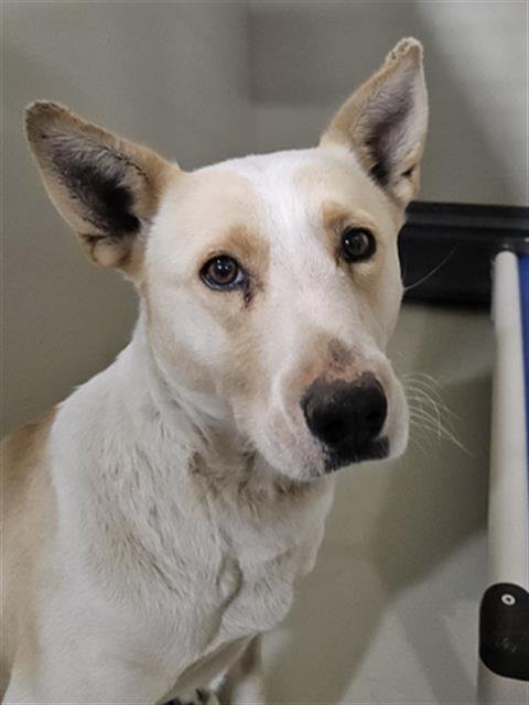 *RENEE - Labrador Retriever available for adoption