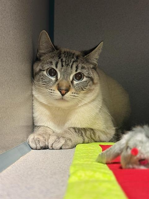 A1242438 - Domestic Short Hair available for adoption