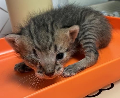 SWEET BOY - Domestic Short Hair available for adoption