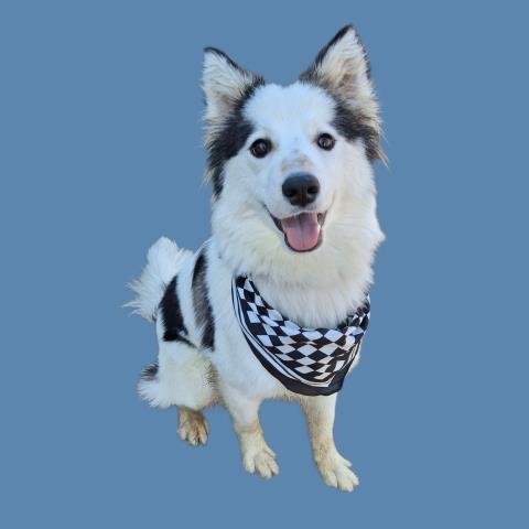 *VINNY - Border Collie available for adoption