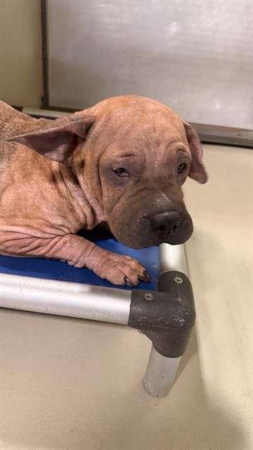 *LADY BUG - Chinese Shar-Pei available for adoption