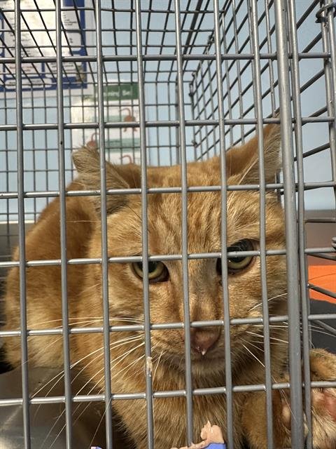 *SKETCH - Domestic Short Hair available for adoption