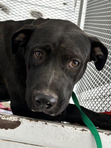 *LULU - Labrador Retriever available for adoption