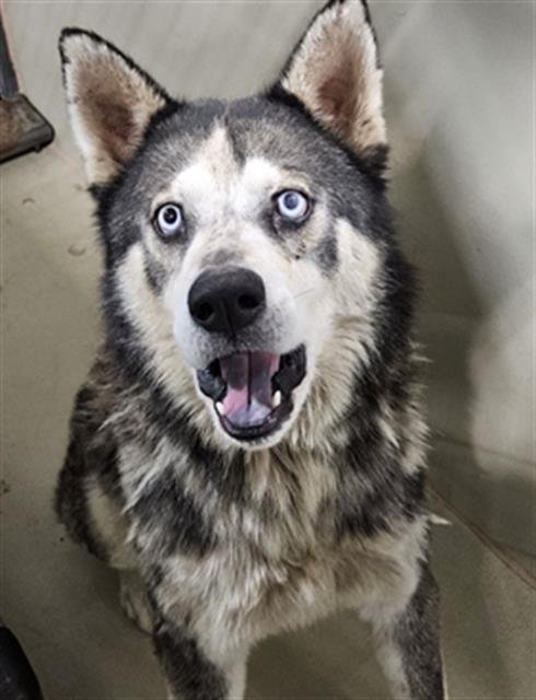 *SUMO - Siberian Husky available for adoption
