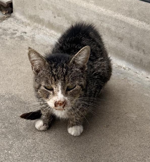 A1243234 - Domestic Short Hair available for adoption