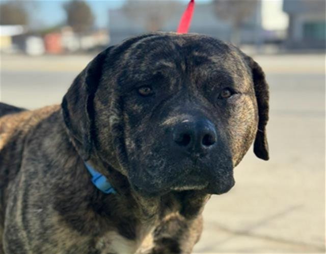 *CHARLIE - Mastiff available for adoption