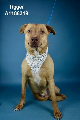 TIGGER - Pit Bull Terrier available for adoption