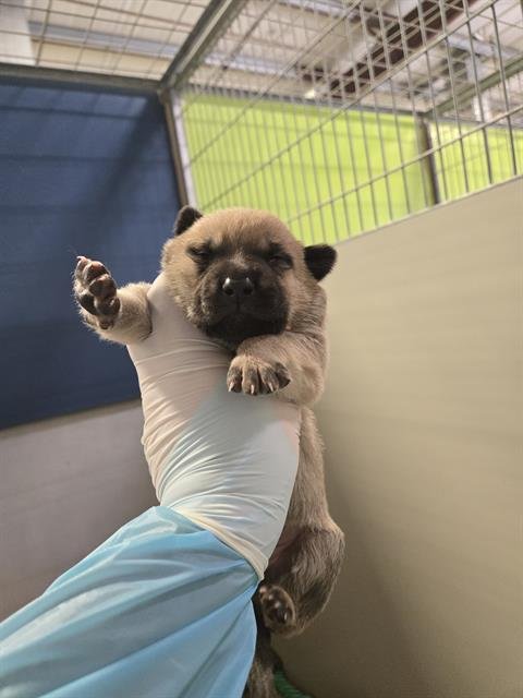 A1239219 - German Shepherd Dog available for adoption