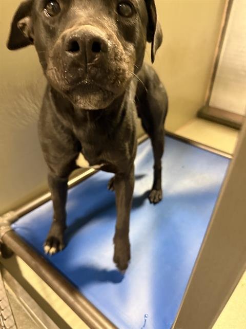 *LANCE - Pit Bull Terrier available for adoption