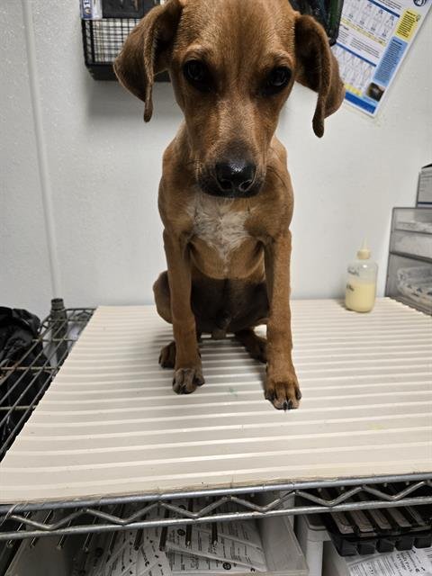 A1237347 - Chihuahua available for adoption