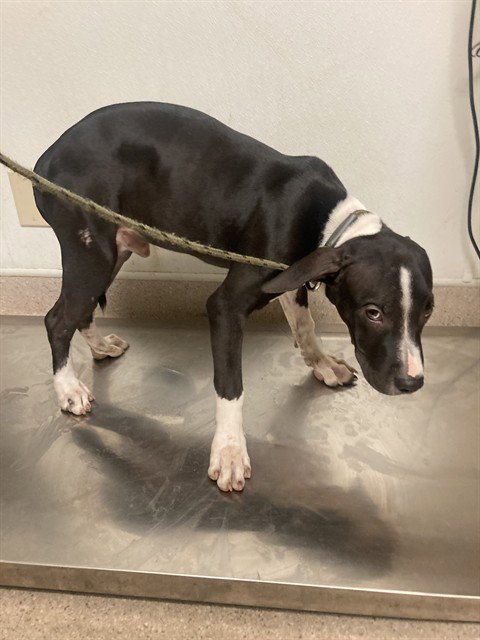DOG 7 - Pit Bull Terrier available for adoption
