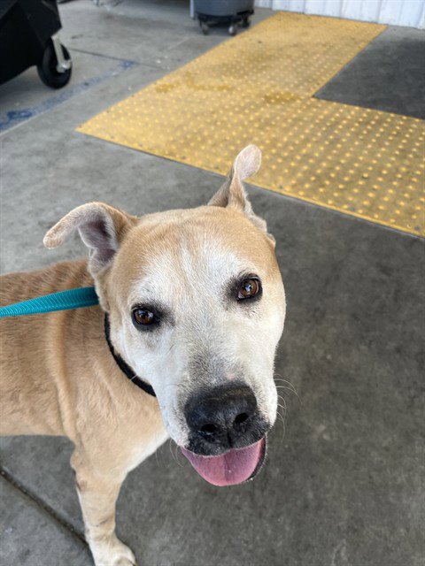 KODA - Pit Bull Terrier available for adoption