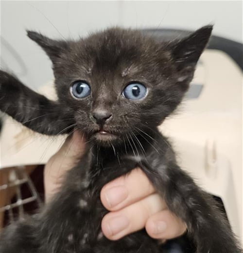 DAISY - Domestic Short Hair available for adoption