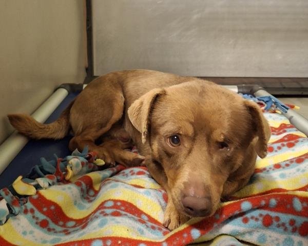 *WILLY - Chihuahua available for adoption