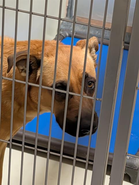 LUCY - Labrador Retriever available for adoption