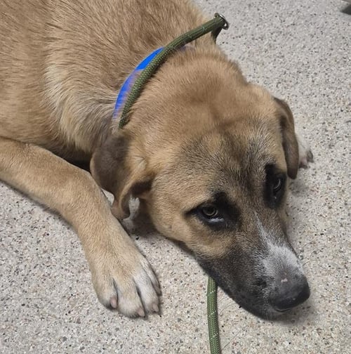 RED - Great Pyrenees / Husky available for adoption