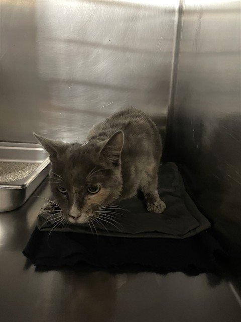 *AZUCAR - Domestic Short Hair available for adoption