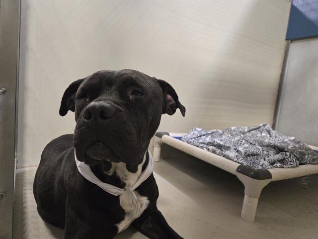 CALIFA - Pit Bull Terrier available for adoption