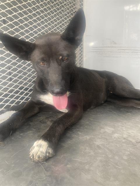 A1244181 - American Pit Bull Terrier available for adoption