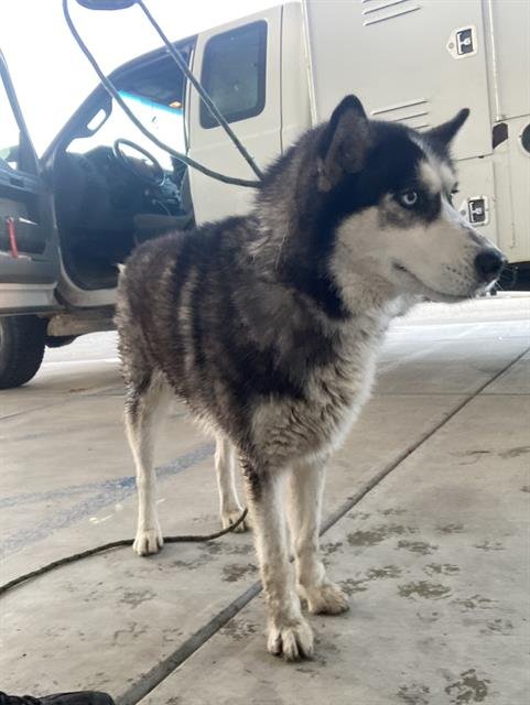 A1240142 - Siberian Husky available for adoption