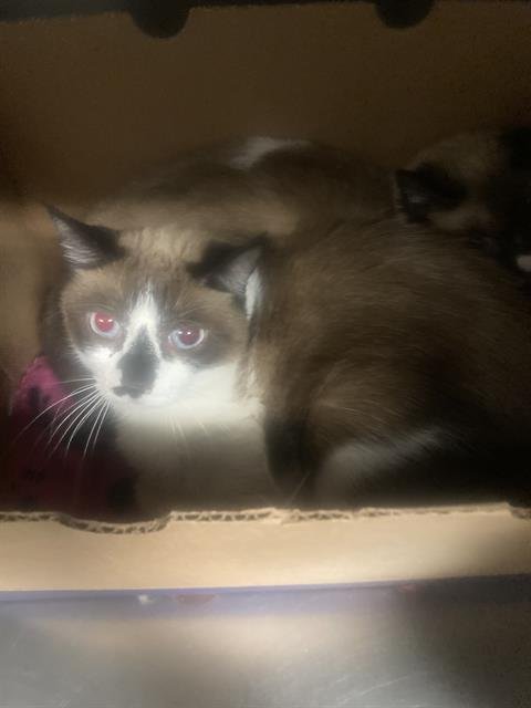 A1241844 - Domestic Short Hair available for adoption