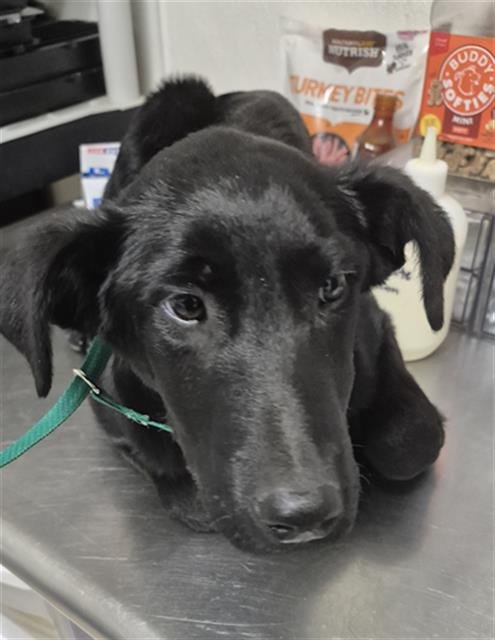 *JOLINE - German Shepherd Dog available for adoption