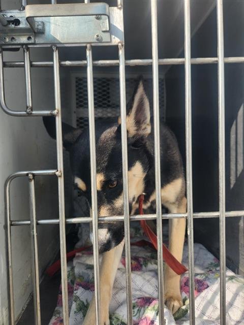 *RHEA - Husky available for adoption