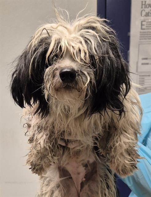 A1242991 - Maltese available for adoption