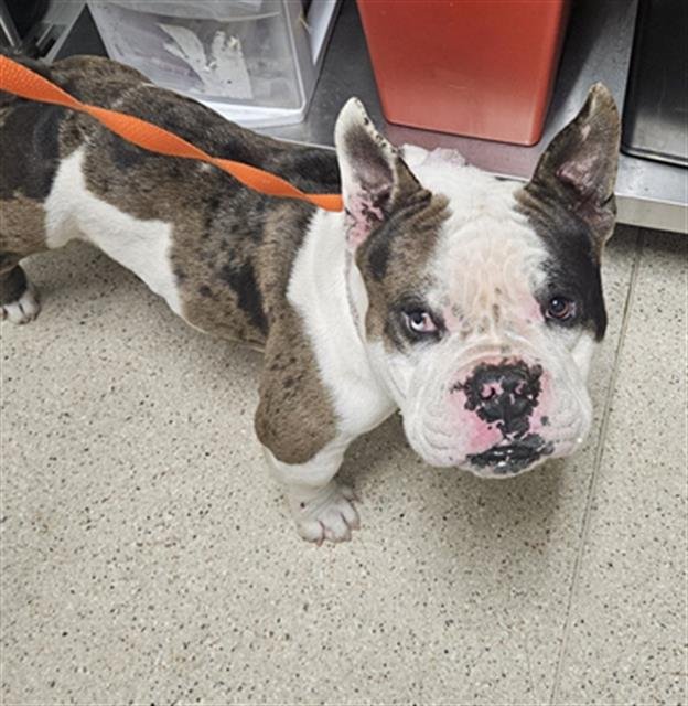 *BOOMER - Bulldog available for adoption