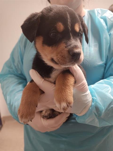 A1241995 - Staffordshire Bull Terrier available for adoption