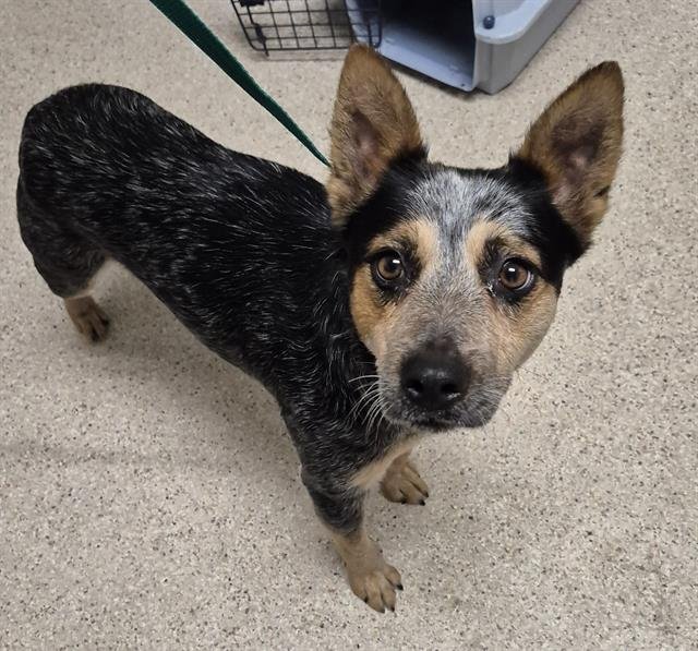 *BOOTS - Queensland Heeler available for adoption
