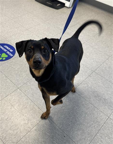 *GABE - Chihuahua available for adoption