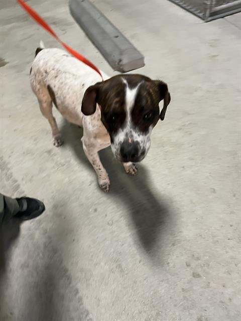 A1239079 - Boston Terrier available for adoption