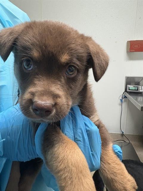 *BEAR - Labrador Retriever available for adoption