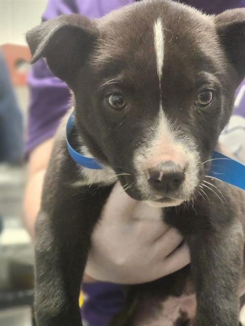 *BOBBY - Labrador Retriever available for adoption