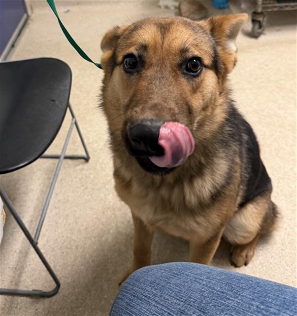 *BRODY - German Shepherd Dog available for adoption