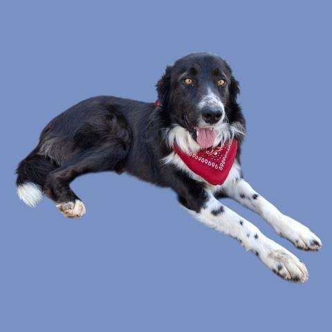 *WHIP - Border Collie available for adoption