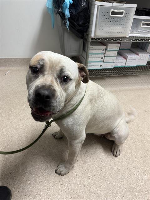 *CUPID - Pit Bull Terrier available for adoption