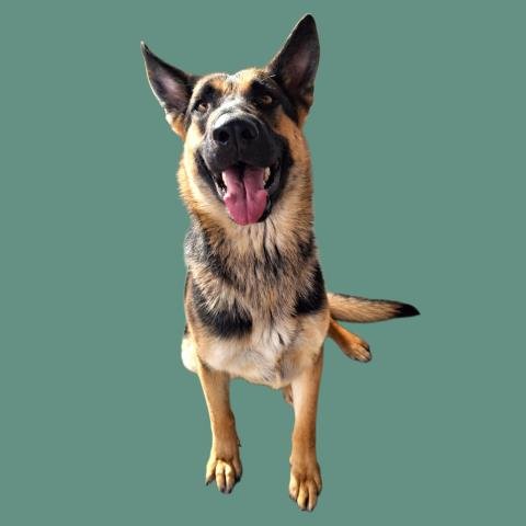 BOU - German Shepherd Dog available for adoption