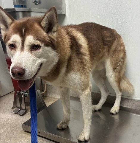 *WALL-E - Siberian Husky available for adoption