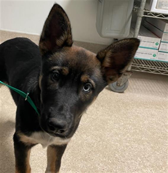 VEX - German Shepherd Dog available for adoption