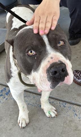 *BUBS - Pit Bull Terrier available for adoption