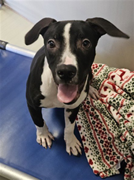 *DODGER - Pit Bull Terrier available for adoption